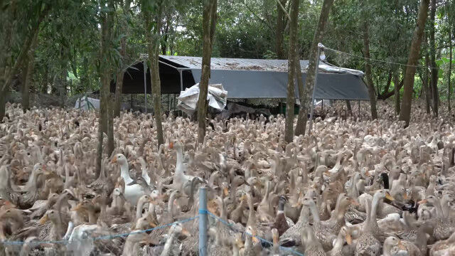 ���Ϥ��¤�����Ԥ������鱩�Υ��ҥ롣�٥ȥʥ�Υ��ҥ����ȤΤ��Ż�����