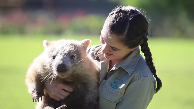ずんぐりむっくり、太った体で駆け寄ってくる所がかわいい、ウォンバットのミリーちゃん