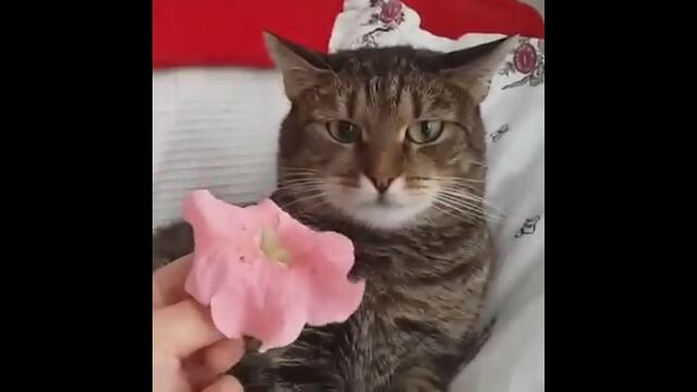 頭に花を乗せられると、すごい表情でフリーズしてしまう猫