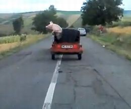 ��������󥹡ġ���ư��Υȥ�å��β��椫����æ������֥�