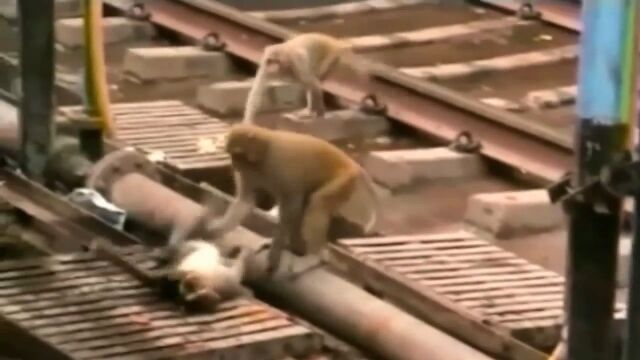 インドの駅で感電し、倒れた仲間を必至で介抱する猿が「ヒーローのようだ!」と話題に