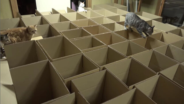 部屋いっぱいにダンボール箱を敷き詰めて、猫たちを解き放ってみた