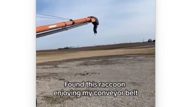 アライグマさん、ベルトコンベアで運ばれて落とされるのが楽しくなっちゃった模様