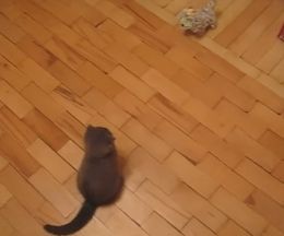 ��Ť����Υ������˥ɥ��åץ��å�����Ӥ���ǭ