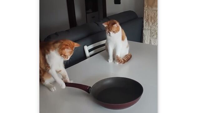 ��ä��꤯�뤯�롢�ե饤�ѥ���Ի׵Ĥ�ư����̥λ���줿ǭ