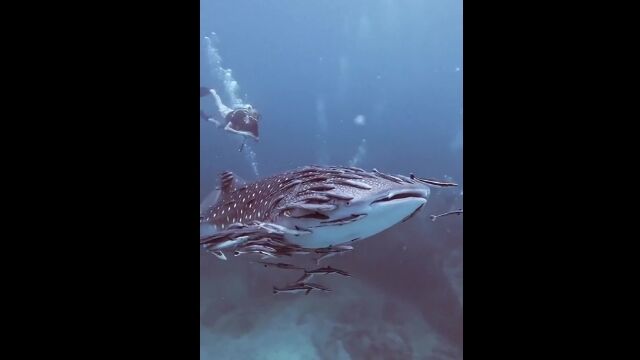 ���Х󥶥ᡢ���������դ������ʤΤǤϡ��Ȥ�������٥�����