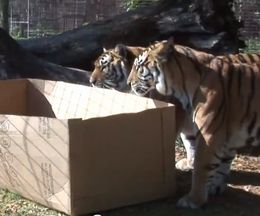 �ȥ���ɿ��饤����⡢�ͥ��ʤϤߤ��Ȣ������