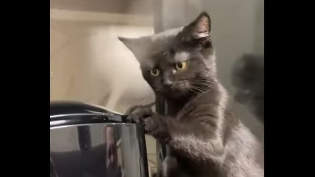 �ü���Υߥ��Ȥ˴��Ĥä��ߡ���ǽ����ǭ