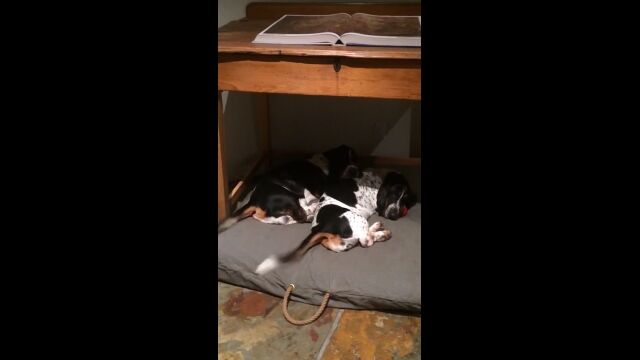 同期したりズレたり。なぜだかずっと見てしまう、2匹の犬が振るシッポ