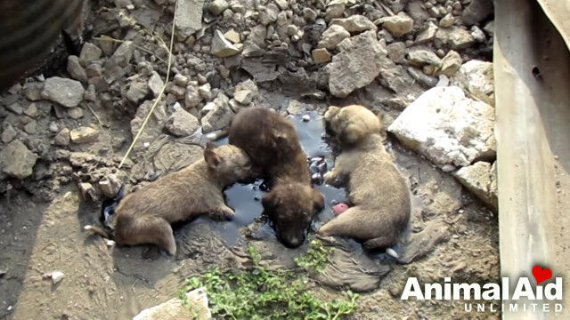 体中タールまみれで固まってしまった子犬、インドの動物救助センターにてオイルマッサージで救出される