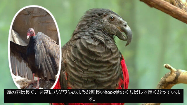 「ドラキュラオウム」や「ハゲワシオウム」とも呼ばれるニューギニアの鳥、アラゲインコ