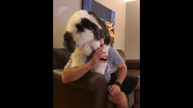 ワインを飲むのも一苦労。大型犬にのしかかられながら、隙を見てワインを楽しむ飼い主