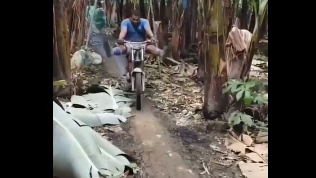すごい勢いで大量のバナナを収穫するバナナ農園の様子。こんなの絶対楽しいじゃないか……