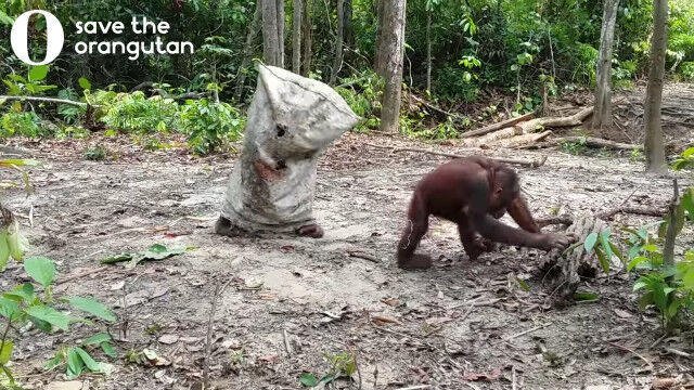 大きな袋を頭から被り、ご機嫌な様子のオランウータンが面白かわいい