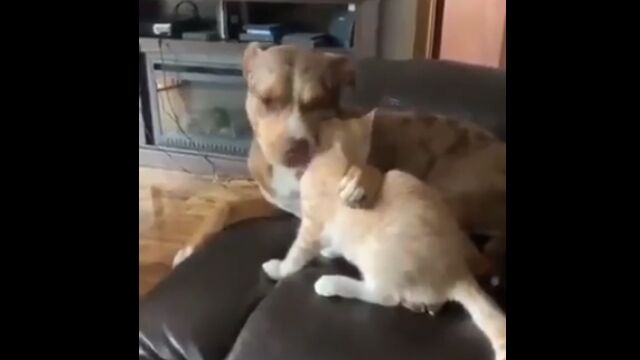 愛しさ余って？ちょっと味見してしまう犬