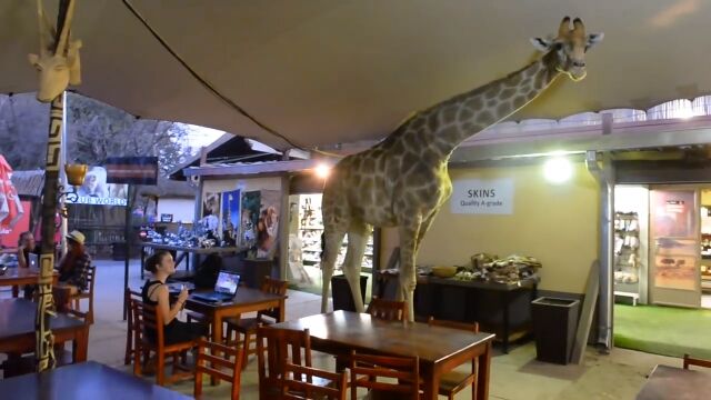 ヨハネスブルグには、キリンが入ってくるレストランがある