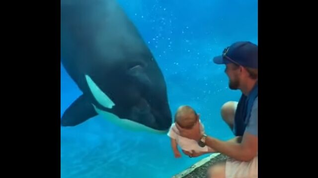 人間の赤ちゃんに興味津々。間近で観察してくるシャチ