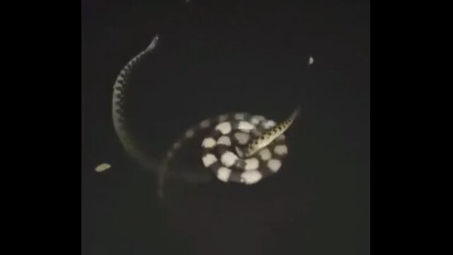 水中で争う2匹のヘビが、ちょっと芸術的