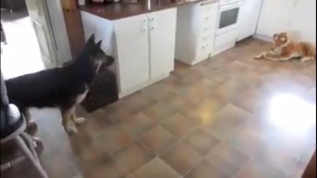 トラのぬいぐるみがたまらなく怖い!…けどやっぱり気になるジャーマン・シェパード犬