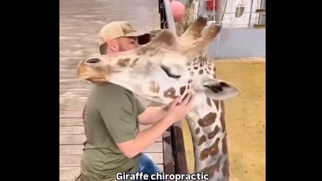 キリンさんの頚椎を矯正するカイロプラクター。キリンさんもご満悦