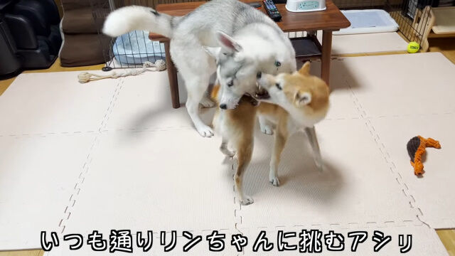 柔道を身につけた柴犬、シベリアンハスキーを見事に投げまくる