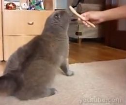 �֥�å��󥰤������褹���ơ��ɤ�ɤ󿭤Ӥ��㤦ǭ