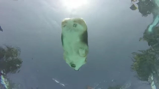 û��­�ǰ�����̿�������������αˤ�����椫��į�᤿�������İ�������