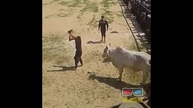 逆立ちで牛を挑発する男。怒った牛の突進が直撃したかと思ったら……