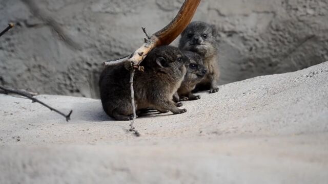 ����������ưʪ��ǿ��������ޤ줿�ϥ���å������֤���󤿤������ȤΤۤ��İ���