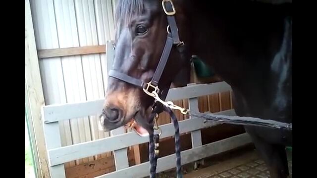 激しく唇を打ち鳴らす、拍手ならぬ拍唇をする馬