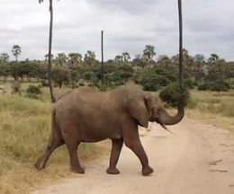 �礭����������θ�˾�������������򸫤������Ū�˲İ�������