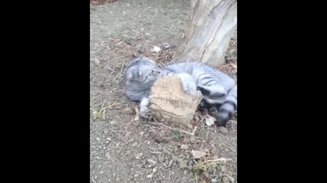 �����Ф�Υ�줿���ʤ��ǥ����롪�פʤ����Фˤ�����Ĥ���Υ��ʤ�ǭ�Υ륤��������