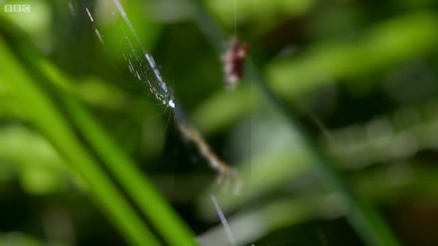 【閲覧注意】高い知能と身体能力を両立させたハンター。蜘蛛を捕食する蜘蛛がすごい