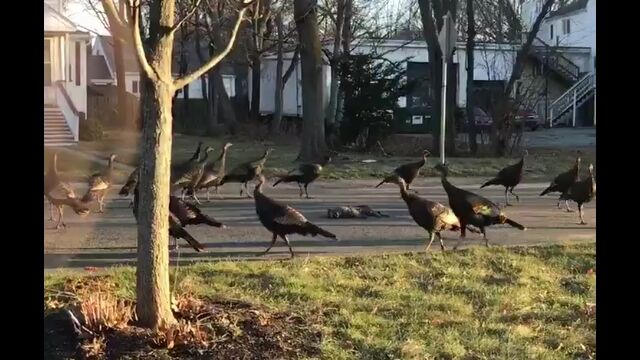 �����ε����ߤ�����ϩ����ݤ��ǭ�μ���򡢥��������祦�������������������