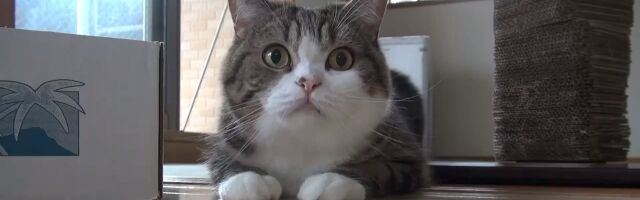 �����Ǥ�äȤⰦ����Ƥ������ܤ�ǭ���ޤ��̥�Ϥ�ͤ������������ޤ�Ǥ�����