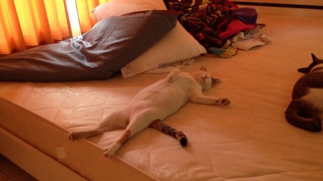 ʹ֤Τ褦̵ˡĸˤʤä̲ǭ