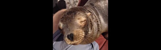 ˤ줿֤󥢥ܡȤ˾äƤɨޤ׵ᤷƤȤޤ