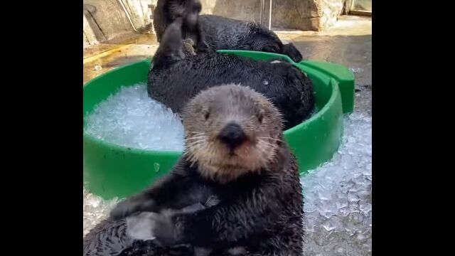 ɹΥסǽ뤵οåɹ򿩤٤ӤϤ㤮