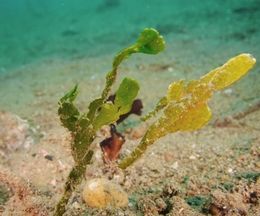 �ɤ����Ƥⳤ�𡣥���ե顼����Ψ�⤹���륫�ߥ��ꥦ���ε���