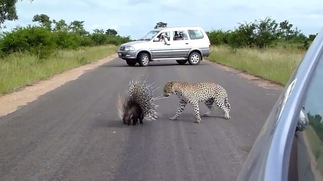 さすがヤマアラシさん。豹に襲われようとも余裕で撃退