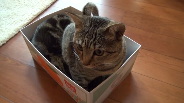 ちっちゃい箱に一緒に入る、猫のまると猫のはな