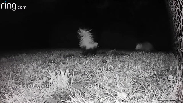 �ɥ��٥�Υ���餬���Ƥ������ݥå���ȥ����󥯤��襤