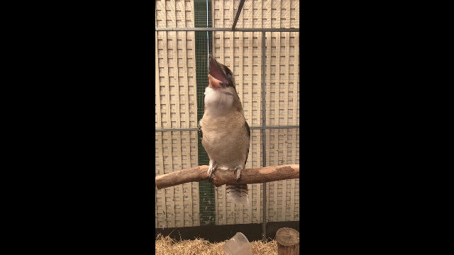 ��饤���糧�ߤ��Ĥ����򥹥�����������ȡ��Ȥ�Ǥ�ʤ��ٰ��ʾФ����ˤʤ�