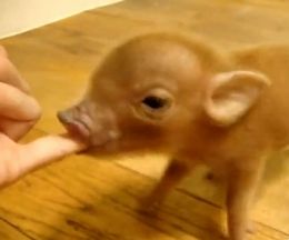 ���ꥵ�����Υޥ������֥�