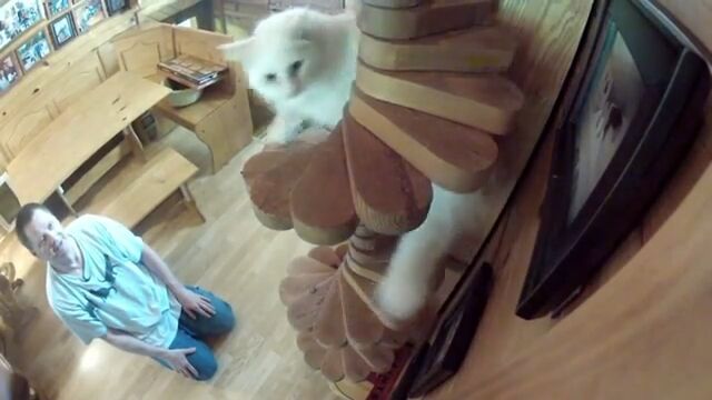 愛猫家が15年かけて作った、全長90メートル超の猫専用の通路が凄い!