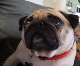 ������˼�����ѥ����δ餬�İ�������
