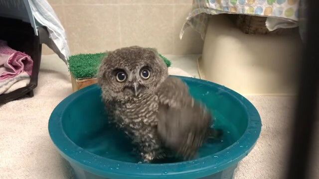 ���������ߤ�ʲİ��������쥴��ưʪ���ưʪ���֤���������