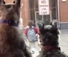 �ˤλҤ��̤줿�ִ֡��ᤷ�������Ĥ��Ϥ��ߥ˥��奢������ʥ�������