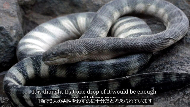 1Ŭ��3�ͻ����붯�ǡ������Ƕ����Ǥ���ġ�3��Υ��ߥإӤ�̿���ư��ȤȤ�˲��⤷������