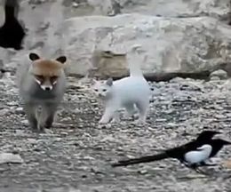 �����Ǹ��롢�ɤ������櫓�������ɤ��ʤä��餷�������������Υ��ĥͤ�����ǭ